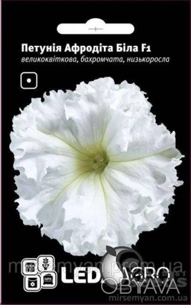 Растение: сорт Афродита Белая F1 входит в группу гибридных крупноцветных с бахро. . фото 1