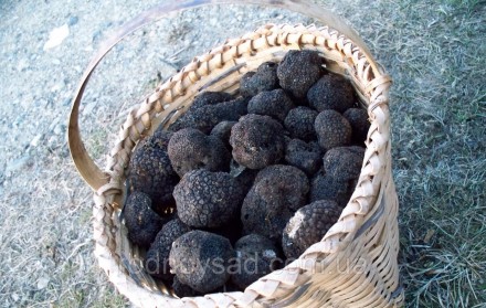 
Купить мицелий чёрного трюфеля сегодня хотят всё больше украинцев. Гриб считает. . фото 4