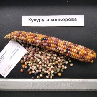 
 
	
	
	
	
	
	Если вы решили купить семена цветной кукурузы, то мы вам поможем. . . фото 3