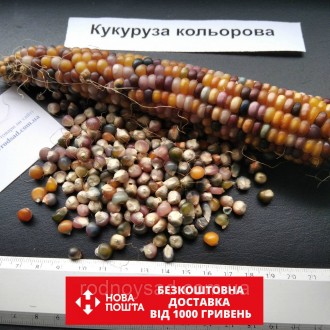 
 
	
	
	
	
	
	Если вы решили купить семена цветной кукурузы, то мы вам поможем. . . фото 2