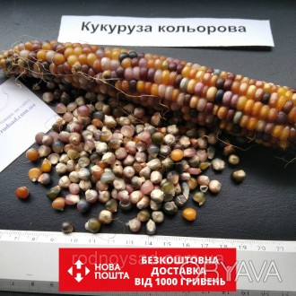 
 
	
	
	
	
	
	Если вы решили купить семена цветной кукурузы, то мы вам поможем. . . фото 1