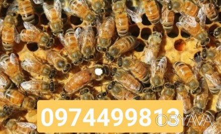 Продам бджолопакети бакфаст,
кінець квітня початок травня, в кількості 50шт. Де. . фото 1