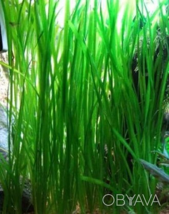 Продам красивое и неприхотливое аквариумное растение - валиснерию. Росла без под. . фото 1