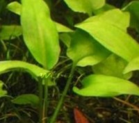 Продам красивое и благородное аквариумное растение - криптокорину. Росла без под. . фото 2