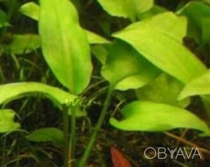 Продам красивое и благородное аквариумное растение - криптокорину. Росла без под. . фото 1