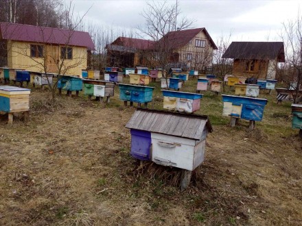 Продам бджолопакети 3+1 карніка бакфаст в наявності є до 200 пакетів. Також є пл. . фото 2