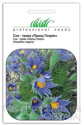 Сон-трава Принц Генрих (Platycodon grandiflora) - многолетнее растение с крупным. . фото 1