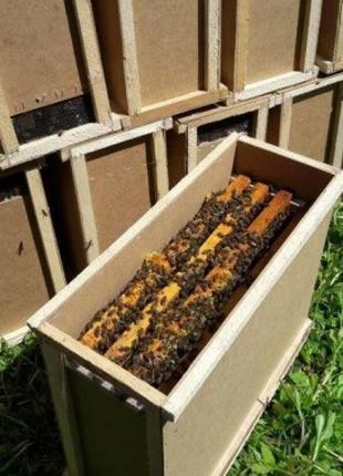 Продам бджолопакети, хорошої якості. Високої якості. Досвід в галузі бджільництв. . фото 2
