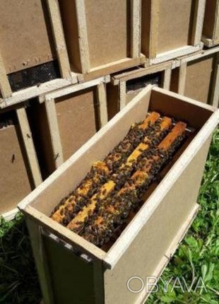 Продам бджолопакети, хорошої якості. Високої якості. Досвід в галузі бджільництв. . фото 1