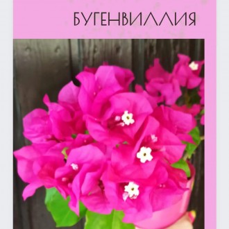 Бугенвиллия, Комнатные цветы (Фуксии, пеларгонии), Растения для Сада, Лаванда. Первомайск. фото 1 Бугенвиллия, Комнатные цветы (Фуксии, пеларгонии), Растения для Сада, Лаванда. Первомайск. фото 1