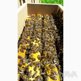 Продаем пчелопакеты оптом есть всего 150 шт. Порода карпатская из Закарпатья. 4 . . фото 1