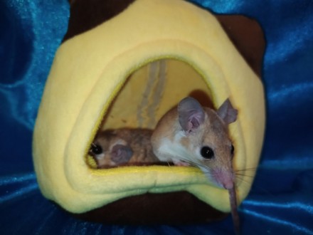 Маленькі, ручні, привабливі гризунаи. Голчаста миша - це не тільки забавний, мот. . фото 8