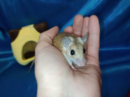 Маленькі, ручні, привабливі гризунаи. Голчаста миша - це не тільки забавний, мот. . фото 2