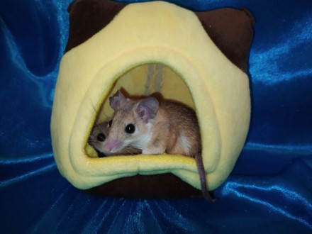 Маленькі, ручні, привабливі гризунаи. Голчаста миша - це не тільки забавний, мот. . фото 6