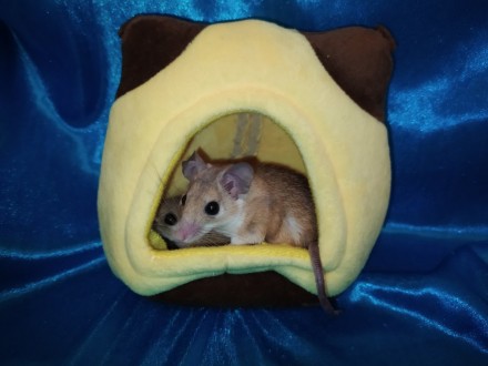 Маленькі, ручні, привабливі гризунаи. Голчаста миша - це не тільки забавний, мот. . фото 5
