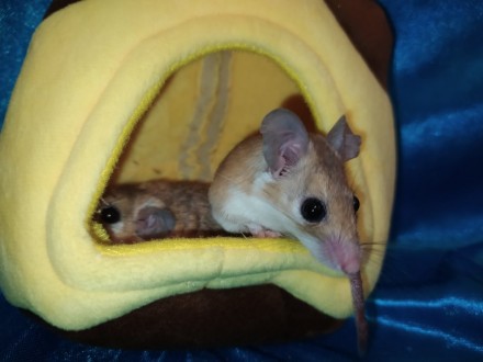 Маленькі, ручні, привабливі гризунаи. Голчаста миша - це не тільки забавний, мот. . фото 9