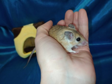 Маленькі, ручні, привабливі гризунаи. Голчаста миша - це не тільки забавний, мот. . фото 3
