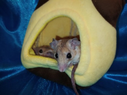 Маленькі, ручні, привабливі гризунаи. Голчаста миша - це не тільки забавний, мот. . фото 4