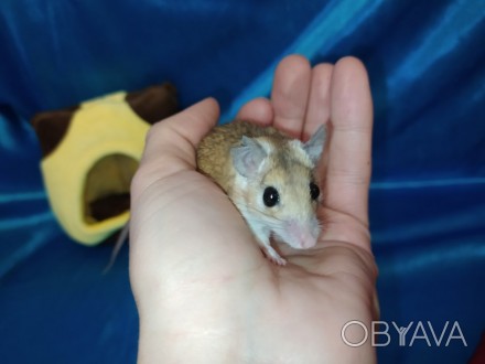 Маленькі, ручні, привабливі гризунаи. Голчаста миша - це не тільки забавний, мот. . фото 1