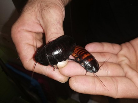 Мадагаскарский шипящий таракан. Gromphadorhina portentosa. 
Мадагаскарский тарак. . фото 2