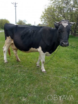 Продам молочну корову.
Дає 28-30 літрів молока з високою жирністю
 з 5-тим тел. . фото 1