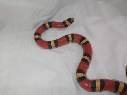 Красивая, очаровательная, маленькая молочная змея. Компактные размеры и неприхот. . фото 4