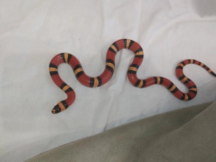 Красивая, очаровательная, маленькая молочная змея. Компактные размеры и неприхот. . фото 7