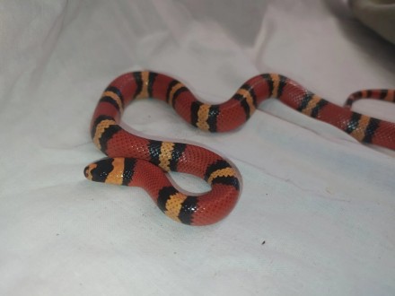 Красивая, очаровательная, маленькая молочная змея. Компактные размеры и неприхот. . фото 2