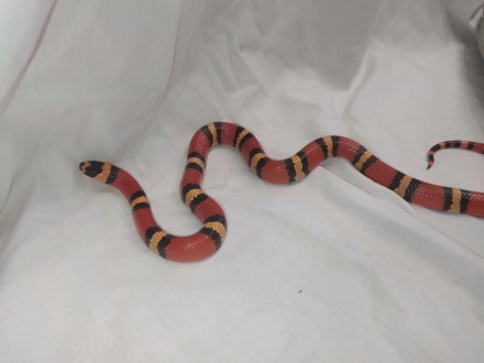 Красивая, очаровательная, маленькая молочная змея. Компактные размеры и неприхот. . фото 9