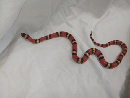 Красивая, очаровательная, маленькая молочная змея. Компактные размеры и неприхот. . фото 6