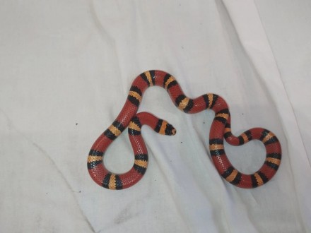 Красивая, очаровательная, маленькая молочная змея. Компактные размеры и неприхот. . фото 8