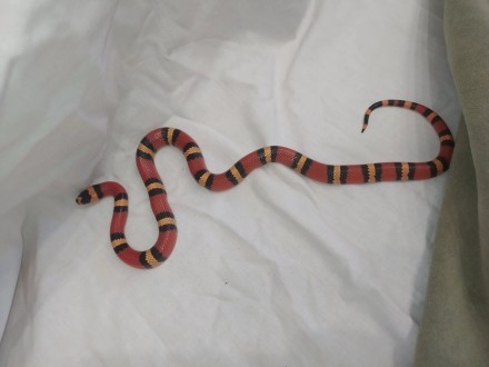Красивая, очаровательная, маленькая молочная змея. Компактные размеры и неприхот. . фото 3