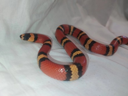 Красивая, очаровательная, маленькая молочная змея. Компактные размеры и неприхот. . фото 5