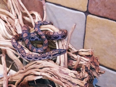 Красочная, красивая змея. Основной фон окраски радужного удава от коричневого до. . фото 5