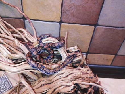 Красочная, красивая змея. Основной фон окраски радужного удава от коричневого до. . фото 7