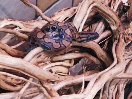 Красочная, красивая змея. Основной фон окраски радужного удава от коричневого до. . фото 3