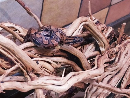 Красочная, красивая змея. Основной фон окраски радужного удава от коричневого до. . фото 2