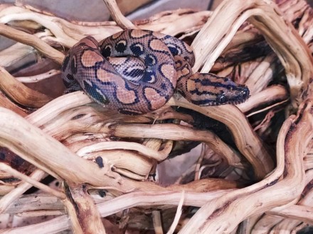 Красочная, красивая змея. Основной фон окраски радужного удава от коричневого до. . фото 6