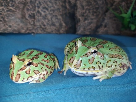 Лягушки рогатки - или рогатая лягушка, в продаже маленькие экзотические лягушки.. . фото 2