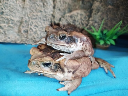 Ага — вторая из самых крупных жаб, длина её тела достигает 24 см (обычно 15—17 с. . фото 5