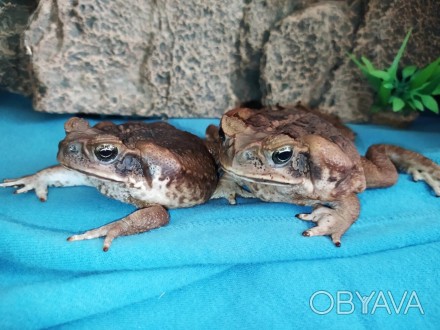 Ага — вторая из самых крупных жаб, длина её тела достигает 24 см (обычно 15—17 с. . фото 1