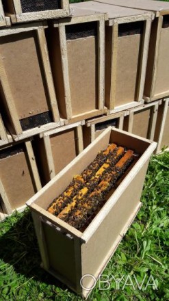 Продам бджолопакети карпатка з Закарпаття , 4 рамки розплоду ціна договірна дост. . фото 1