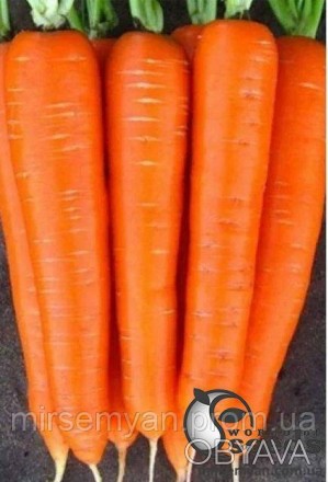 Каротан - сорт моркови от производителя Rijk Zwaan.
Срок созревания поздний, 130. . фото 1