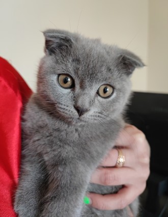 Продам шотландського висловухого кошеня, хлопчика 4 місяці. Привчений до лотка, . . фото 3
