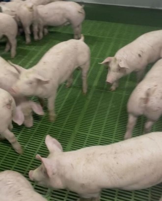 Продам поросят. Доставка по Украине. Київ. фото 1 Продам поросят. Доставка по Украине. Київ. фото 1
