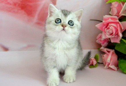 Шикарные котята британские серебристые шиншиллы с зелеными глазками есть два мал. . фото 8