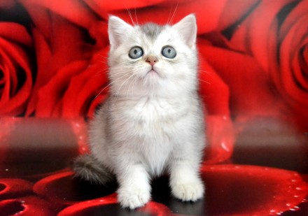 Шикарные котята британские серебристые шиншиллы с зелеными глазками есть два мал. . фото 9
