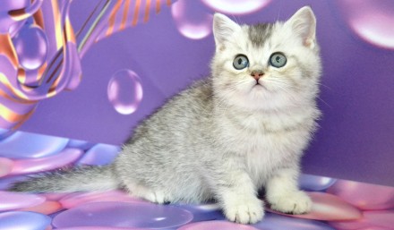 Шикарные котята британские серебристые шиншиллы с зелеными глазками есть два мал. . фото 4