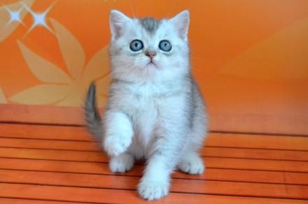 Шикарные котята британские серебристые шиншиллы с зелеными глазками есть два мал. . фото 7