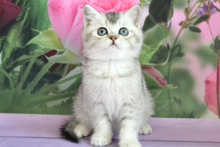 Шикарные котята британские серебристые шиншиллы с зелеными глазками есть два мал. . фото 5